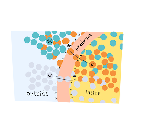 Skin Voltage and Wound Healing
